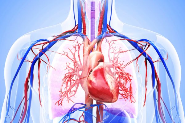 Cardiologist in Delhi